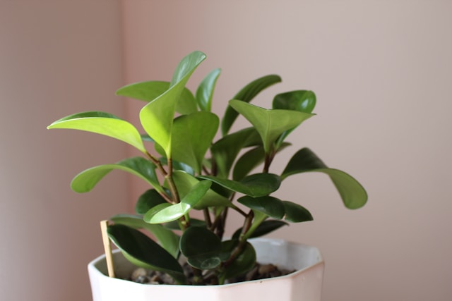 Peperomia