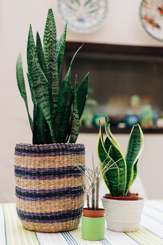 Snake plant 1