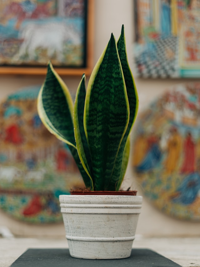 Snake plant 2