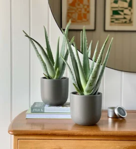 aloe vera 2